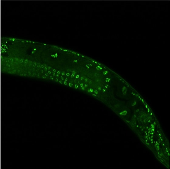 Image: Longevity mark in the normal offspring of mutant nematodes.